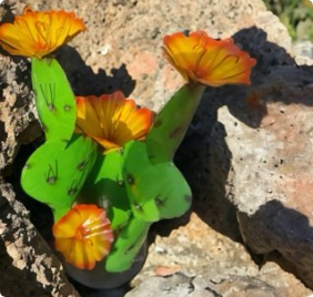 A cactus with orange flowers growing on it.