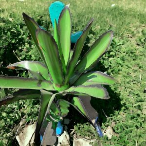 A plant with blue markings on it's leaves.