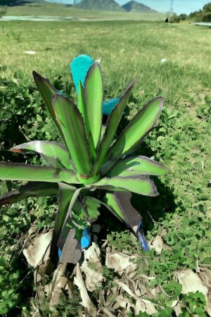 A plant with blue markings on it's leaves.